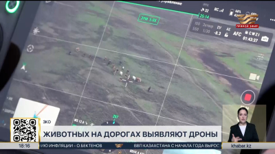 Бесхозный скот на дорогах теперь выявляют с помощью дронов в ЗКО