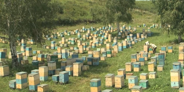 Еліміз бойынша жылына 5 мың тоннаға жуық бал жиналады