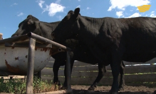&laquo;Продвопрос&raquo;. Репродуктивное хозяйство в Костанайской области, с/х машины отечественной сборки.