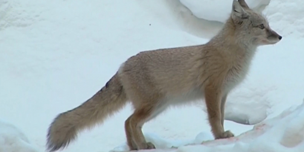 Жители Усть-Каменогорска помогают выжить лисенку в городе