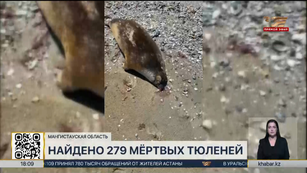 В Мангистауской области найдены 279 мёртвых тюленей