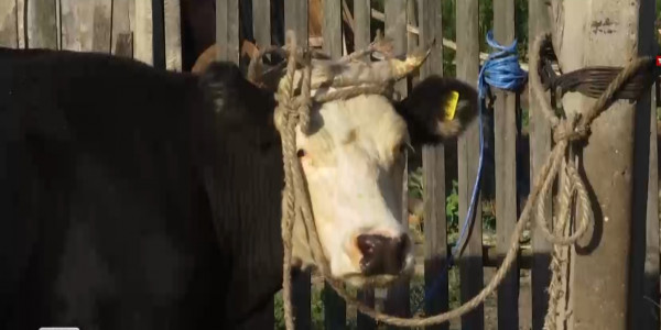 СҚО-да бруцеллез дерті өршіп тұр