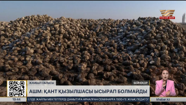 Жамбыл облысындағы 100 мың тонна қызылша ысырап болмайды