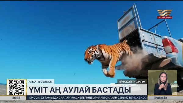 Табиғи резерватқа жіберілген Үміт атты жолбарыс аң аулай бастады