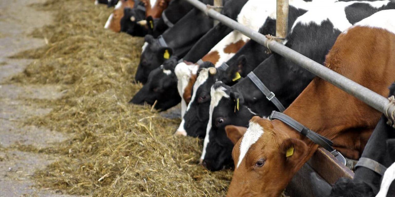Сельчане сокращают поголовье скота из-за нехватки пастбищ