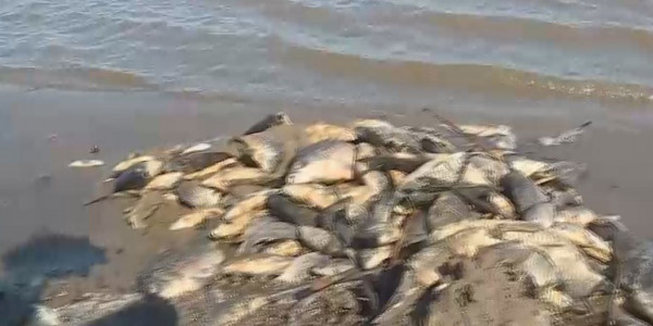 Қостанай облысындағы шағын көлде балық қырылды