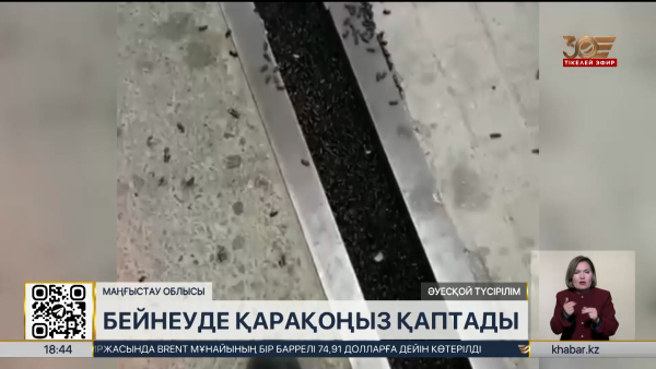 Бейнеуде қарақоңыз қаптады