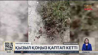 Павлодар облысында қызыл қоңыз қаптап кетті