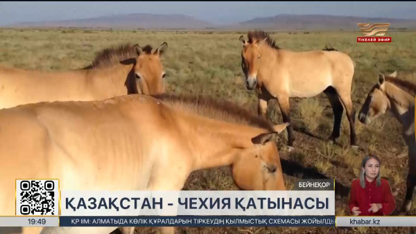 Чехия Қазақстанға тағы 40 бас Пржевальский жылқысын жібереді
