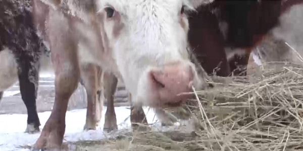 Мұнайлы өңір малшылары жем-шөптен тарығып отыр