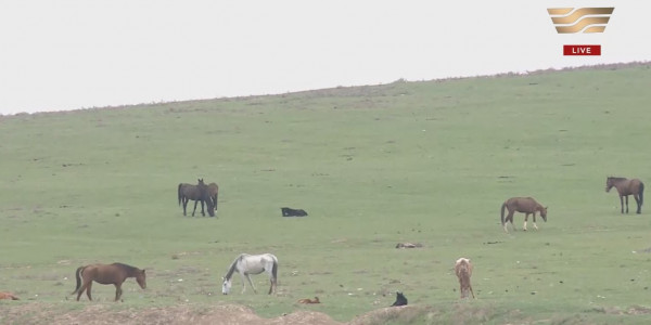 Қазығұрт ауданында мал арасынан бруцеллез анықталды