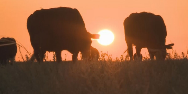 Атырау облысында мақсатты пайдаланылмаған он жер телімі тәркіленді