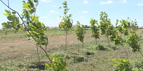 Актюбинцы обеспокоены состоянием зеленого фонда города