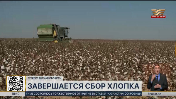 В Туркестанской области завершается сбор хлопка