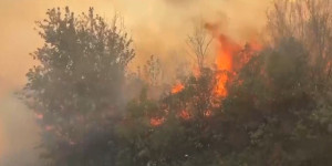 Ущерб от лесных пожаров ВКО превысил 288 млн тенге