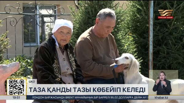 ШҚО-да таза қанды тазы көбейіп келеді