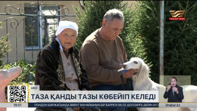 ШҚО-да таза қанды тазы көбейіп келеді