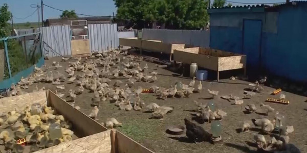 Ащылысайлықтардың барлығы жұмыспен қамтылған