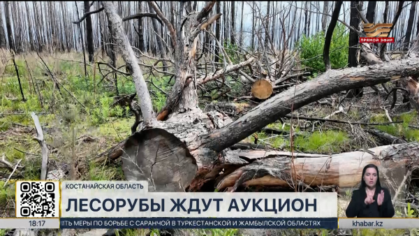 Уборку сгоревших деревьев не могут начать в Костанайской области