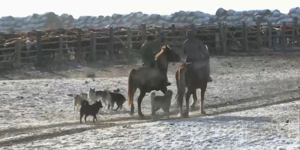ШҚО-да асыл тұқымды мал басы жыл санап артып келеді