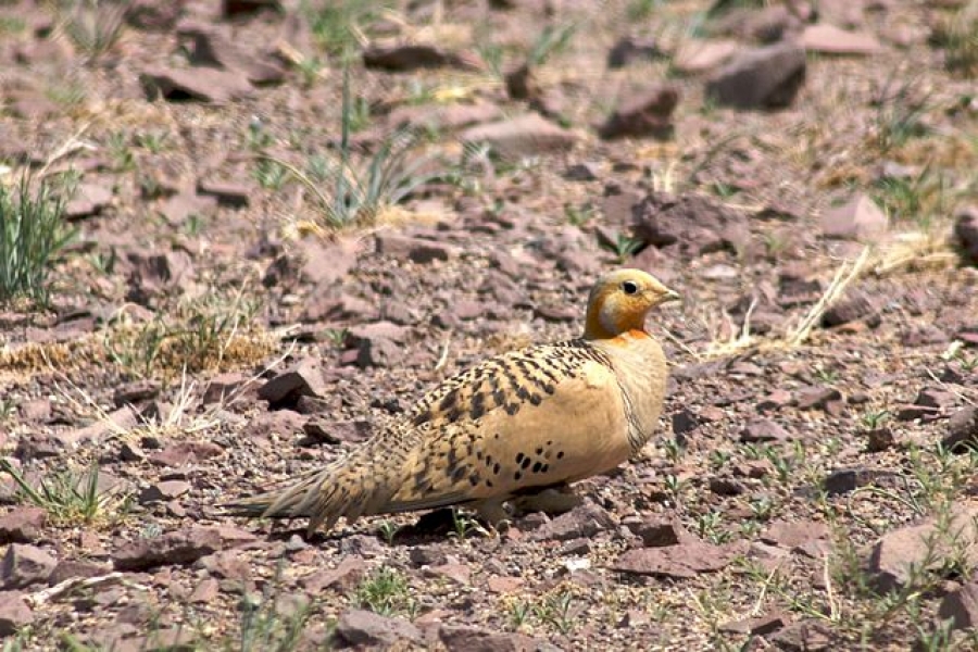 В ВКО браконьеры застрелили 14 краснокнижных птиц