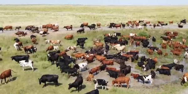 Бруцеллёз обнаружили у 24 голов КРС в Костанайской области