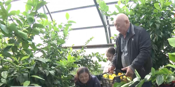 Атыраулық бағбандар 35 тонна лимон жинады