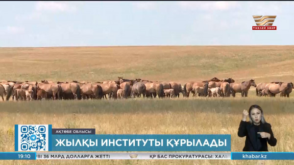 Ақтөбеде жылқы шаруашылығы институты құрылады