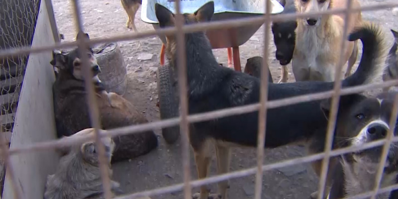Казахстанские ветеринарные службы предлагают ввести налог на домашних животных
