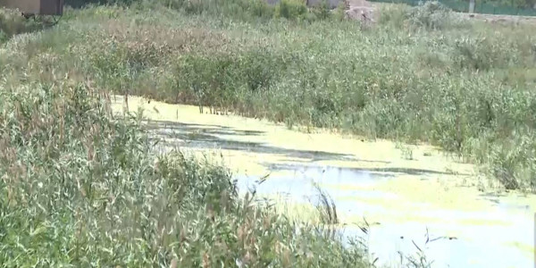 Жители поселка Аршалы обеспокоены загрязнением местной балки