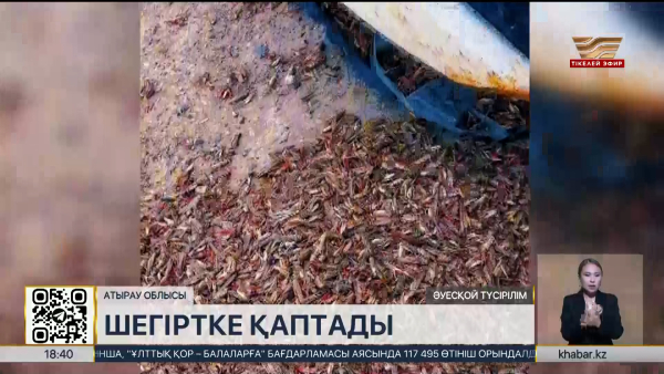 Атырау облысында шегіртке қаптады