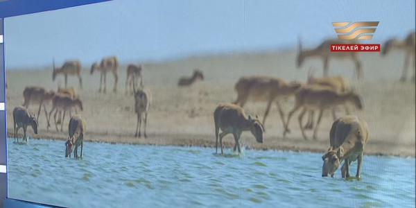 Ұлытау облысының Жаңаарқа ауданынан ондаған киіктің өлексесі табылды