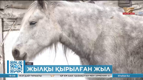 СҚО-да жылқы қырылып жатыр