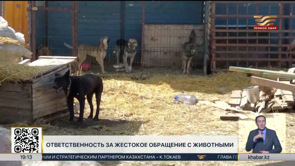 В Казахстане ужесточают ответственность за жестокое обращение с животными