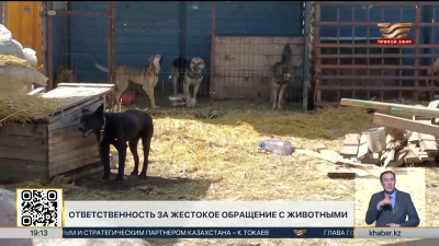 В Казахстане ужесточают ответственность за жестокое обращение с животными