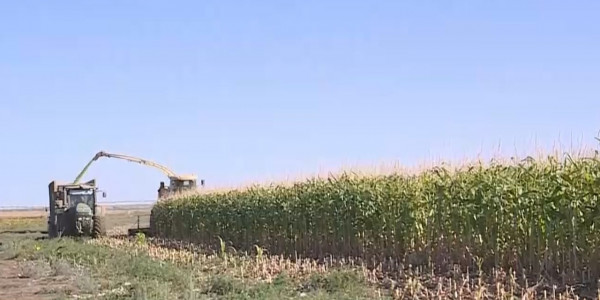 Ақтөбе облысы шаруалары суармалы алқап көлемін арттырды