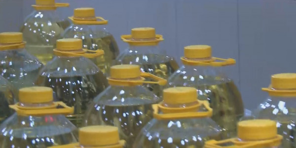 Маслоделы ВКО планируют ежегодно перерабатывать до 1 млн тонн масличных