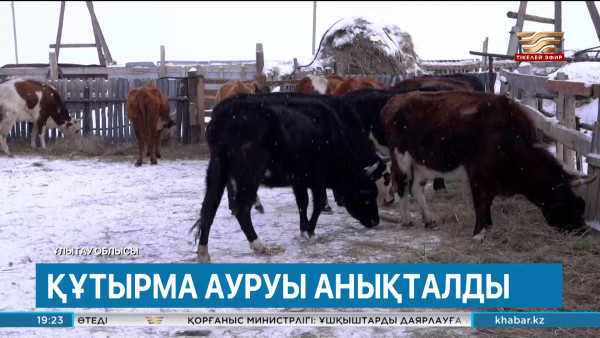 Ұлытау облысында ірі қарадан құтырма ауруы анықталды. Өңір жаңалықтары