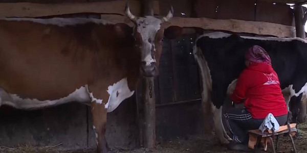 18 человек заболели бруцеллезом в Костанайской области