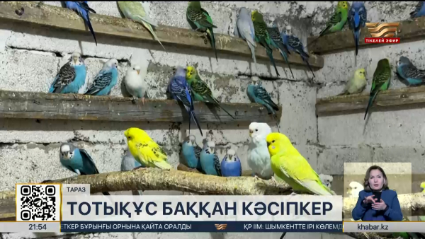 Тараз тұрғыны тотықұс өсіріп, қыруар табыс тауып отыр