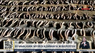 БҚО-дан 91 мың киік мүйізі Алматыдағы қоймаға жіберілді