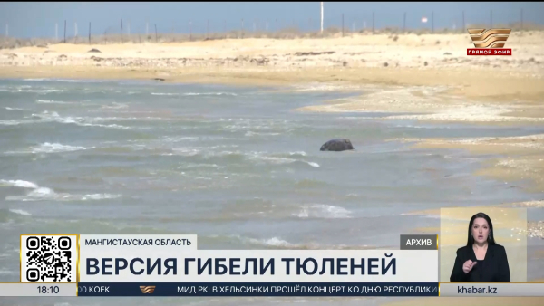 Названа возможная причина массовой гибели тюленей на побережье Каспия
