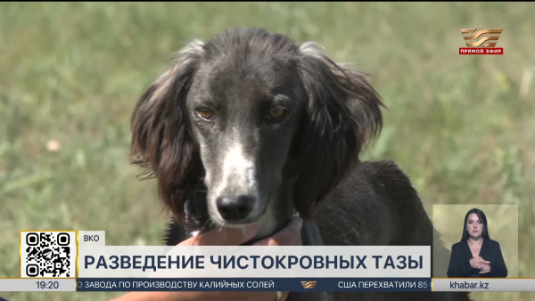 Чистокровных тазы разводит кинолог-энтузиаст из ВКО