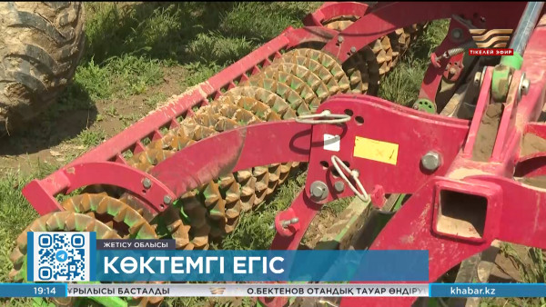 Жетісу облысында 520 мың га астам жерге дәнді дақыл себіледі