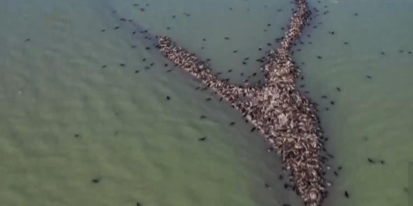 Работы по углублению дна Каспийского моря обсудили на совещании в Атырауской области