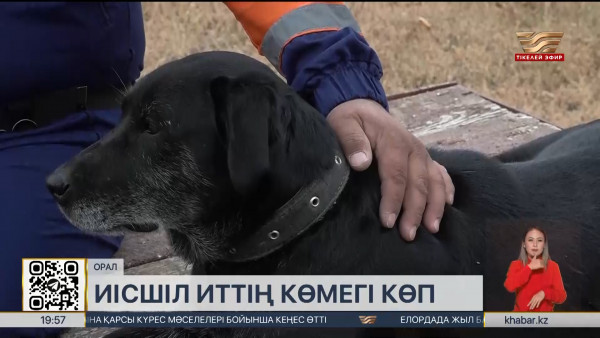 Оралдық құтқарушылардың иісшіл иті &laquo;Қазқұтқару-2024&raquo; байқауында ІІ орын алды