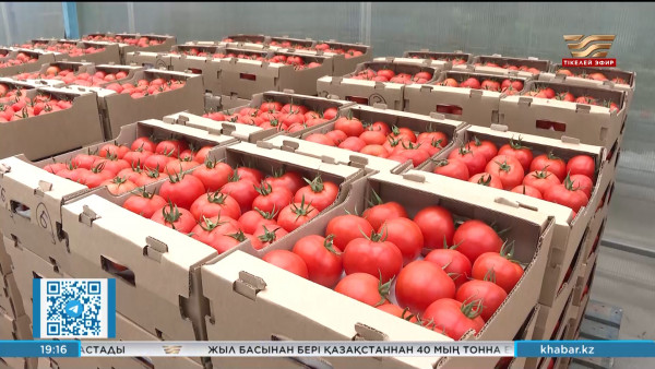 Қызанақ бағасы неге қымбат?