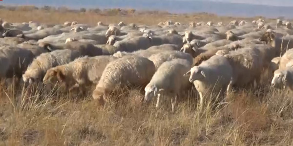 ҚР АШМ: алдағы 7-8 жылда еліміздегі қой саны 30 млн-ға жетеді
