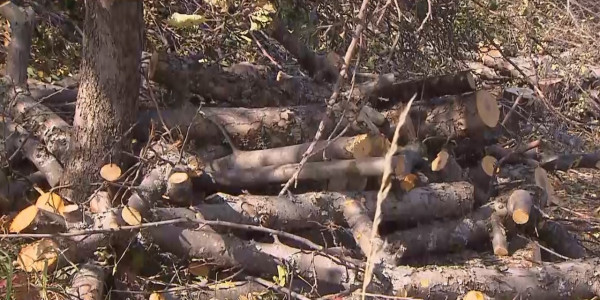 В предгорьях Алматы самовольно уничтожают яблоневые сады