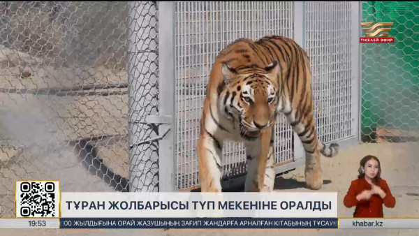 Тұран жолбарысы түп мекеніне оралды